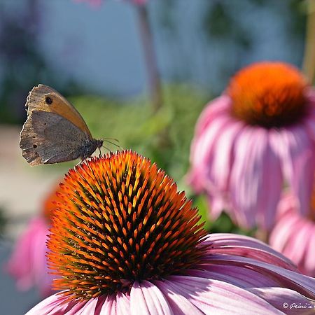 Fruehstueckspension Lemberger Dellach im Drautal Buitenkant foto