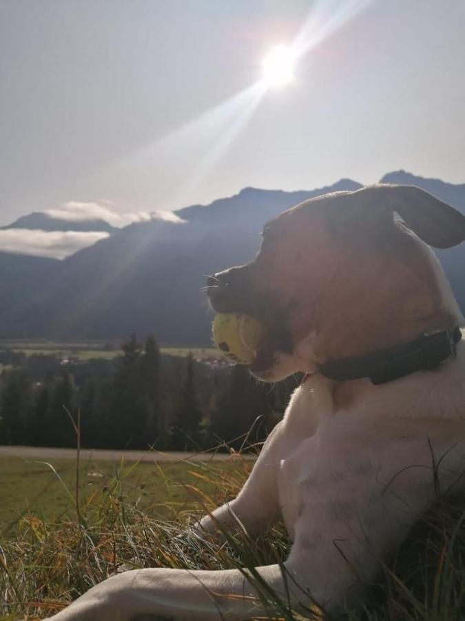 Fruehstueckspension Lemberger Dellach im Drautal Buitenkant foto